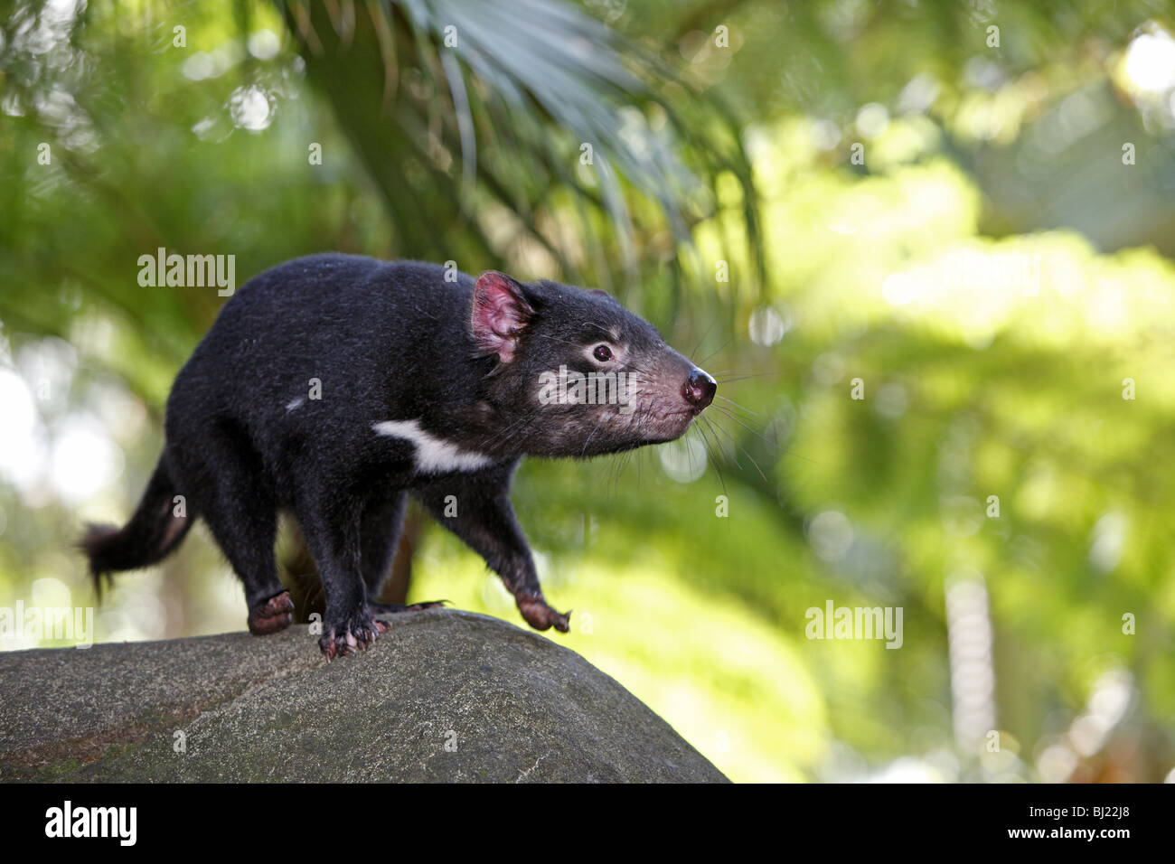 Tasmanian devil hi-res stock photography and images - Alamy