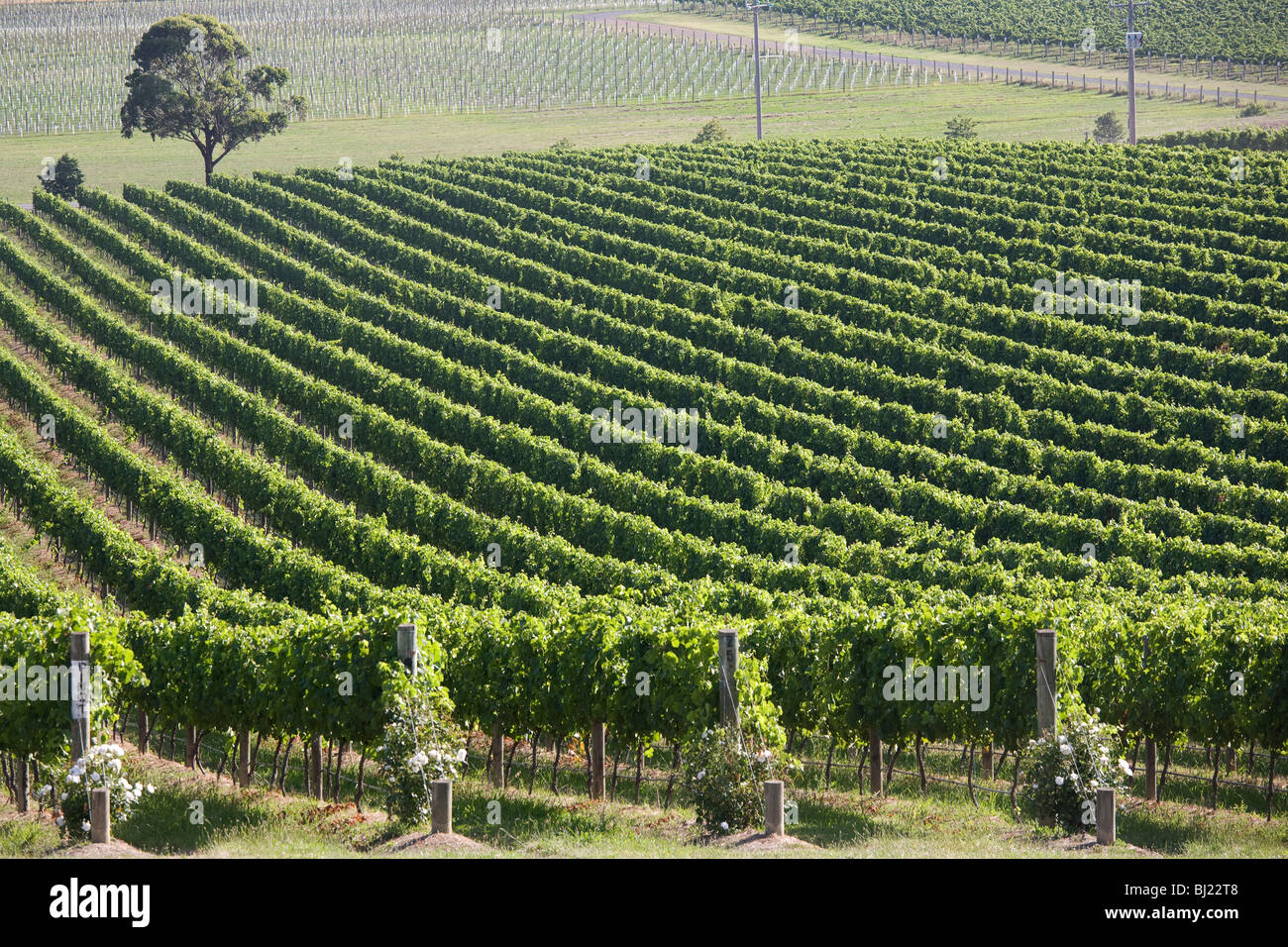 Vineyards at De Bortoli Vineyards, Yarra Valley, Victoria, Australia Stock Photo