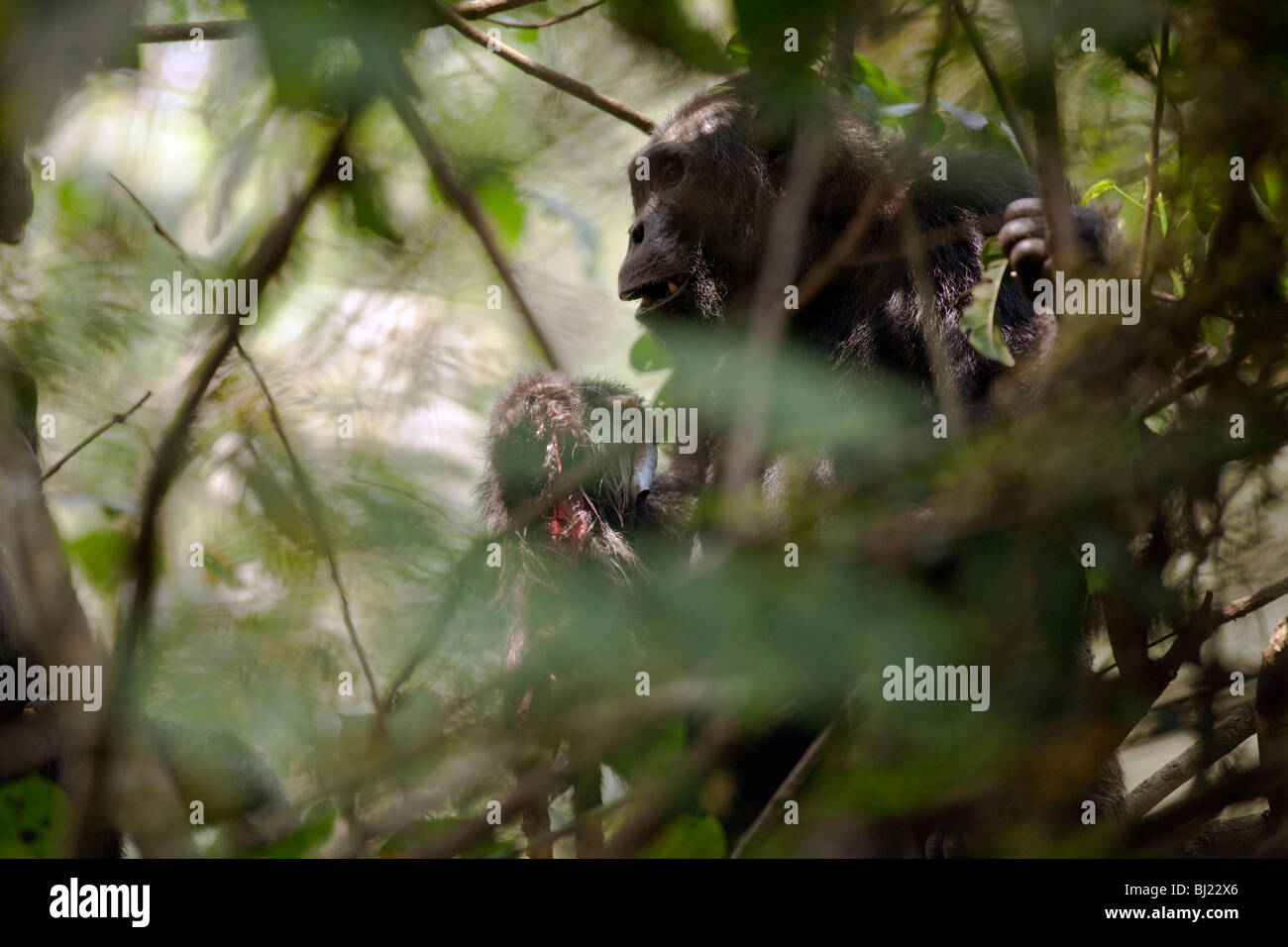 Chimps eating meat hi-res stock photography and images - Alamy