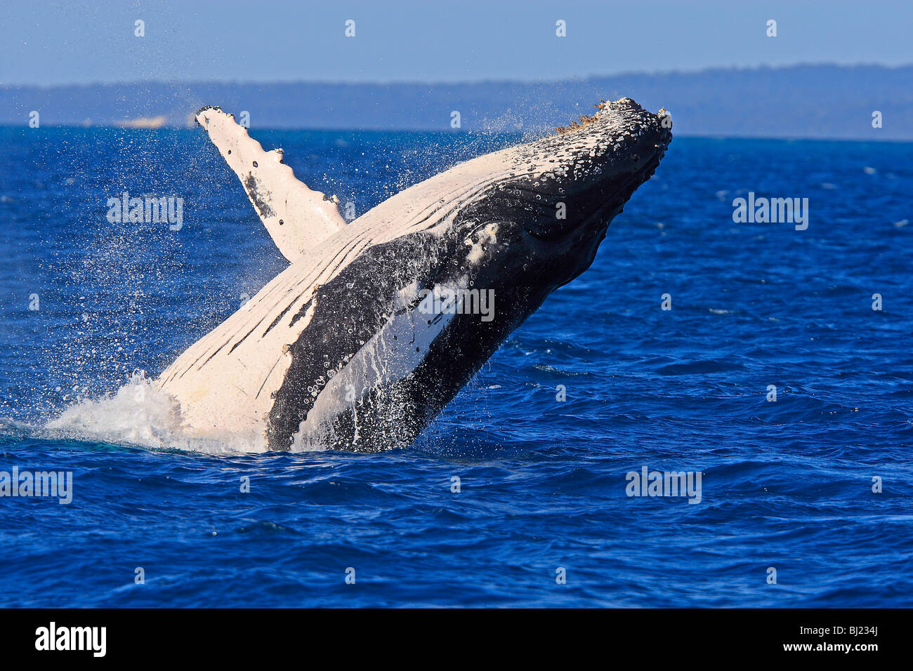 Humpback Whale (Megaptera novaeangliae), breaching Stock Photo