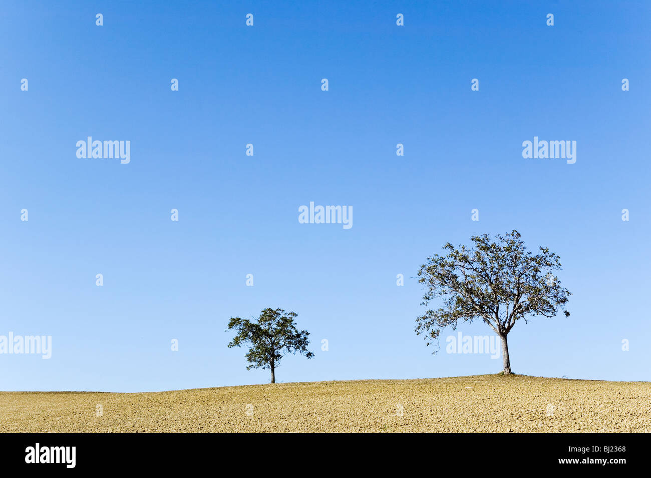 Trees in a field Stock Photo