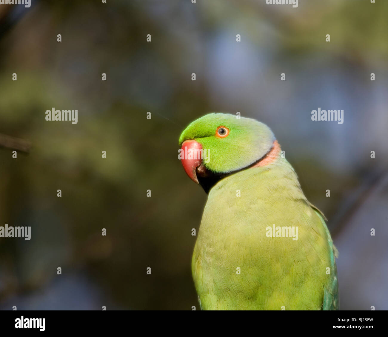 A green parrot Stock Photo