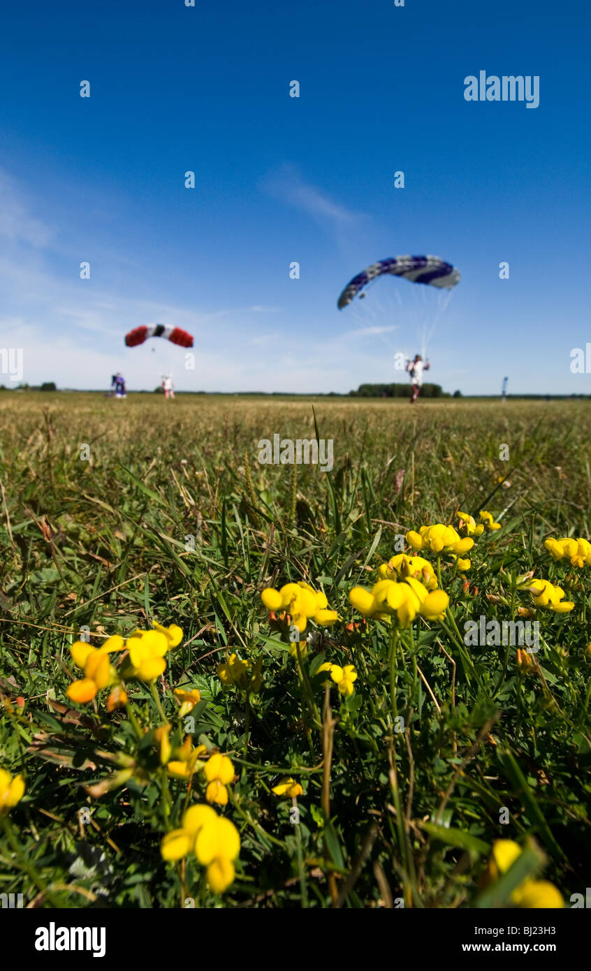 Parachute jumpers landing on a green field, Sweden. Stock Photo