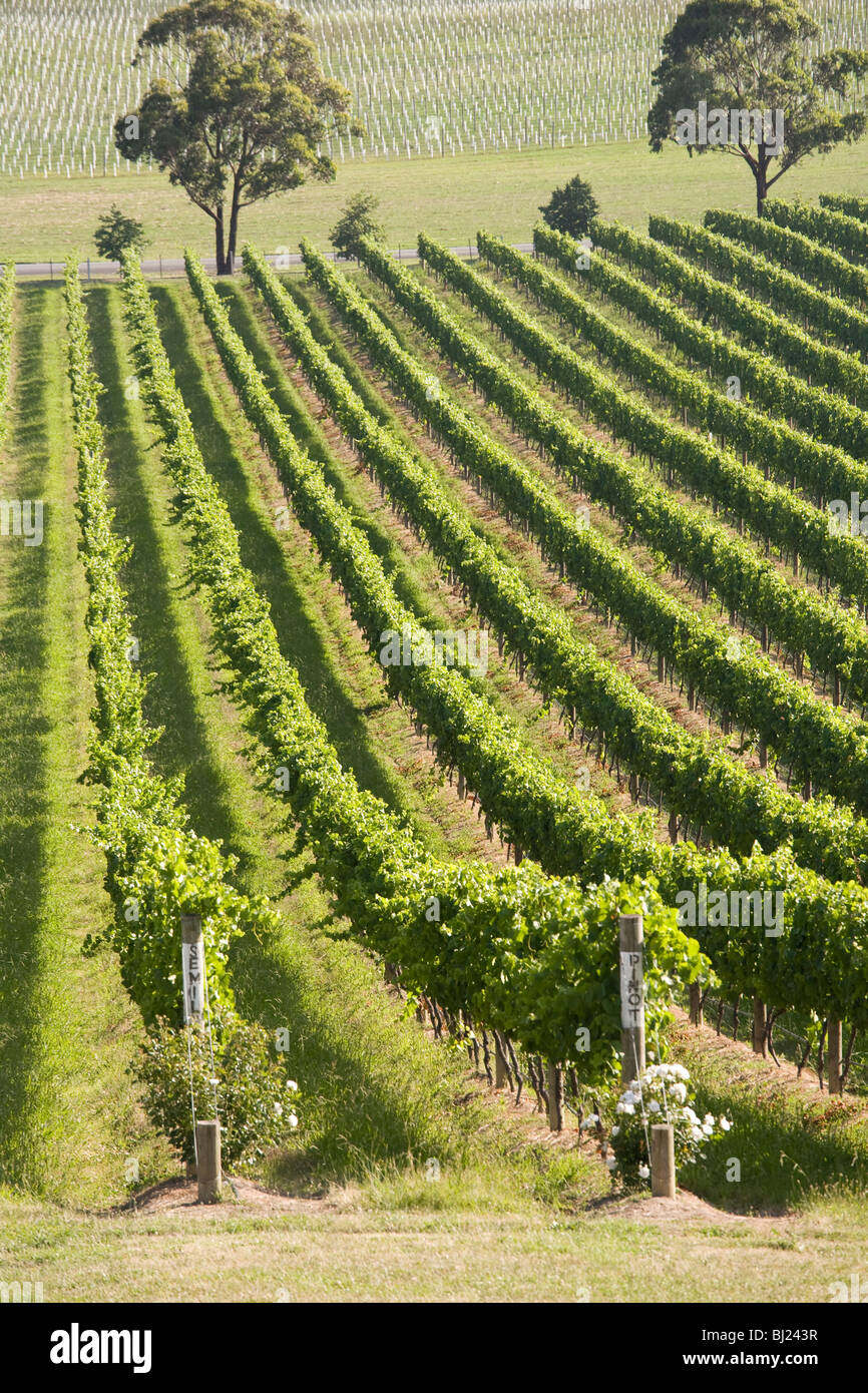 Vineyards at De Bortoli Vineyards, Yarra Valley, Victoria, Australia Stock Photo
