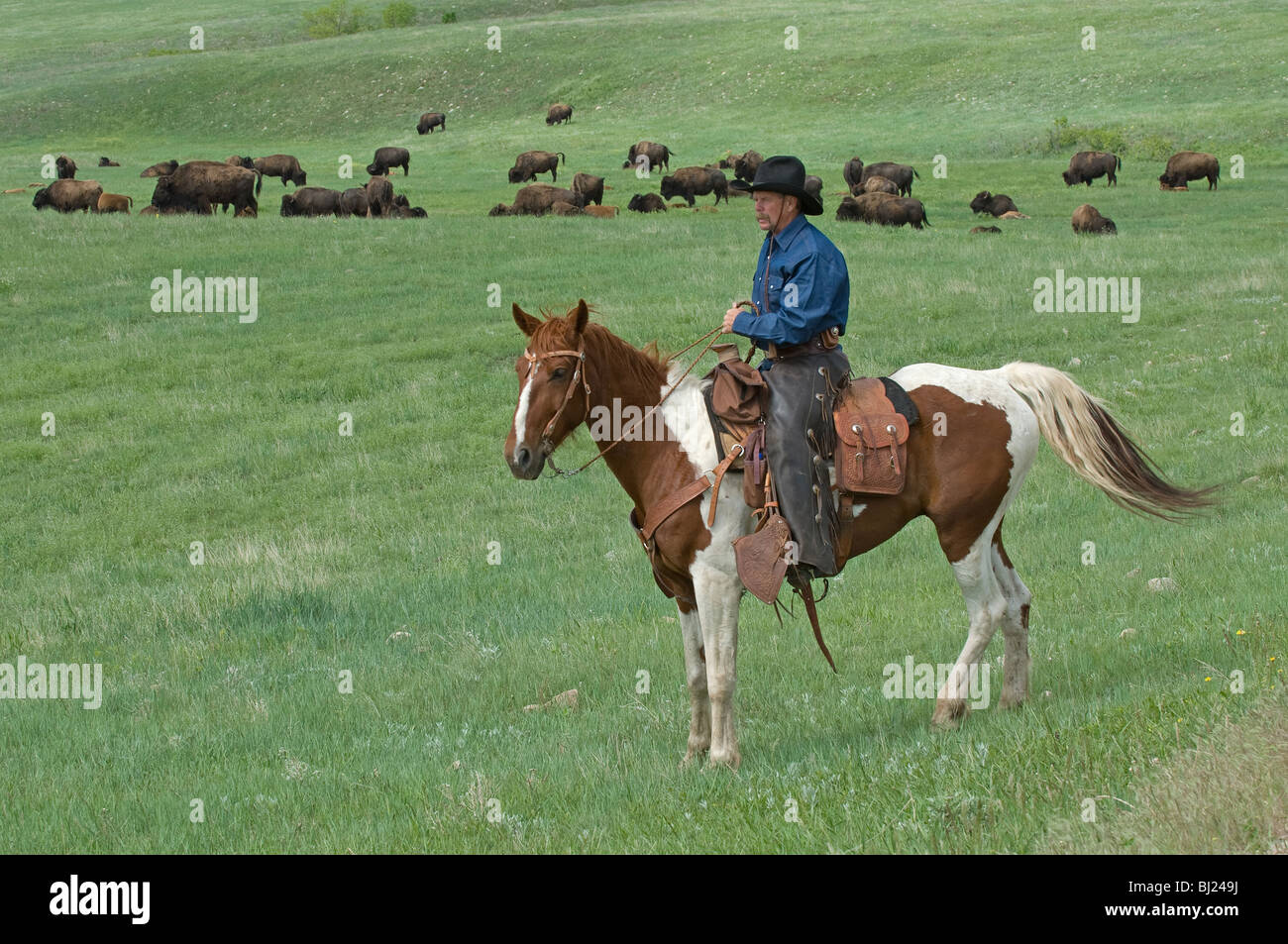 Cowboy in front of Bison (Bison bison) herd. Custer State Park, South Dakota, USA. Stock Photo