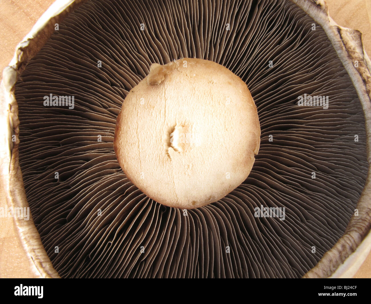 Closeup of a Large Flat Mushroom Stock Photo Alamy