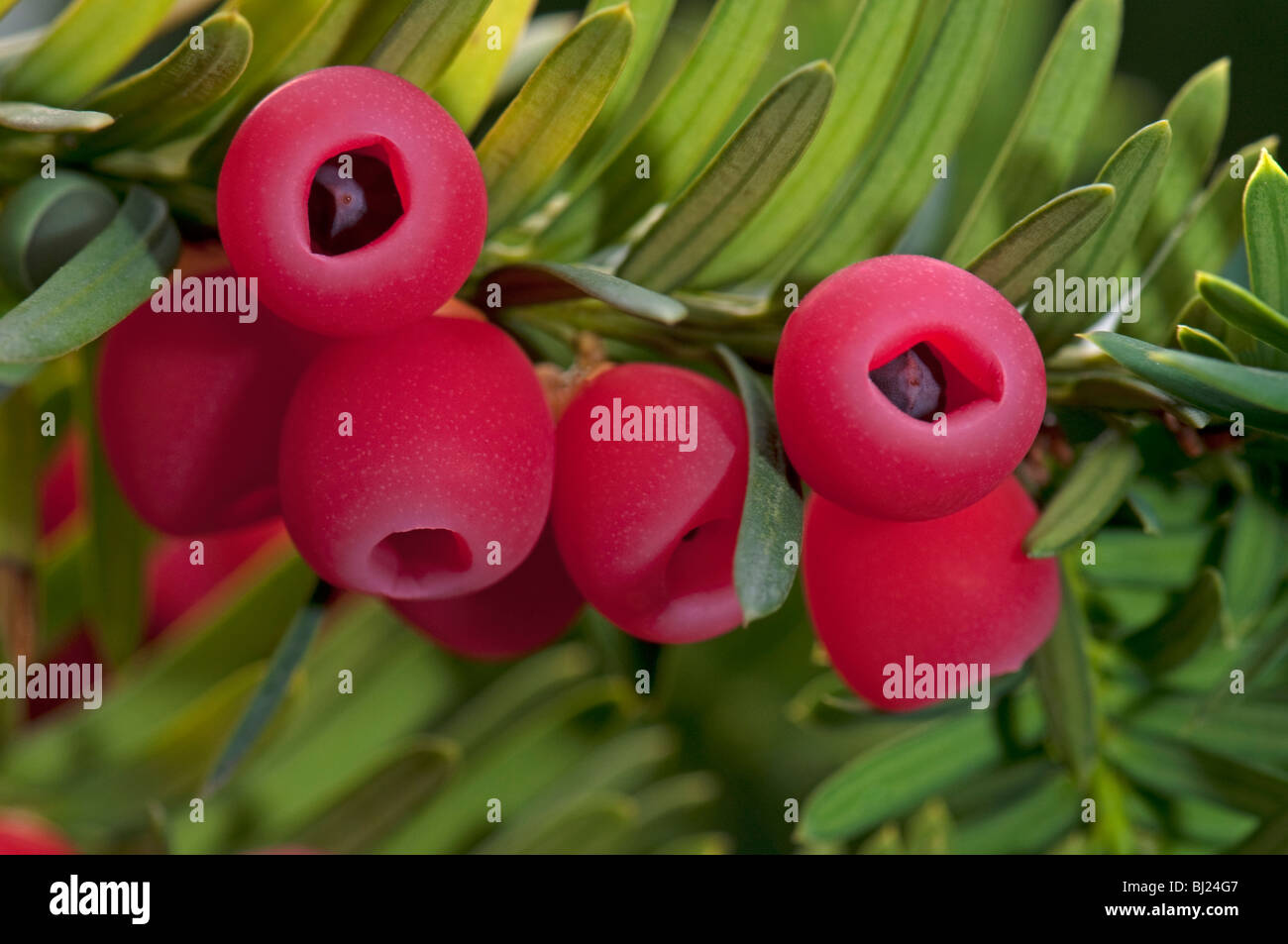 Common Yew, English Yew (Taxus baccata), twig with berries. Stock Photo