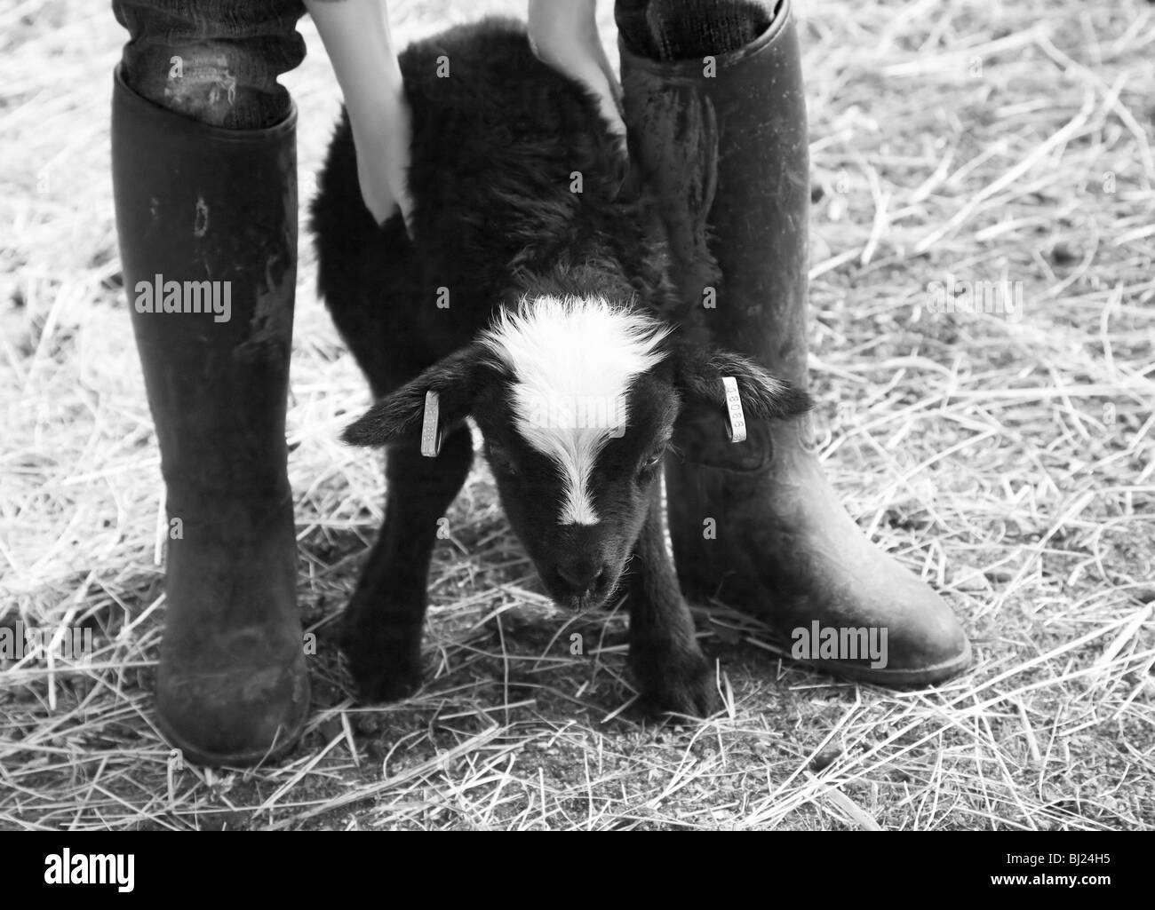 Child helping new born lamb to stand Stock Photo - Alamy