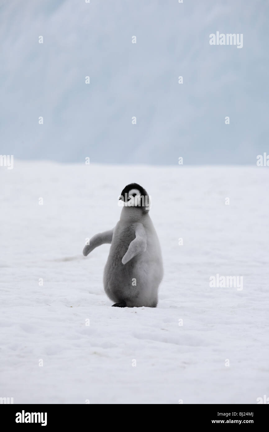 Emperor Penguin, Aptenodytes forsteri, chick at Snow hills Island, Antarctic Peninsula Stock Photo