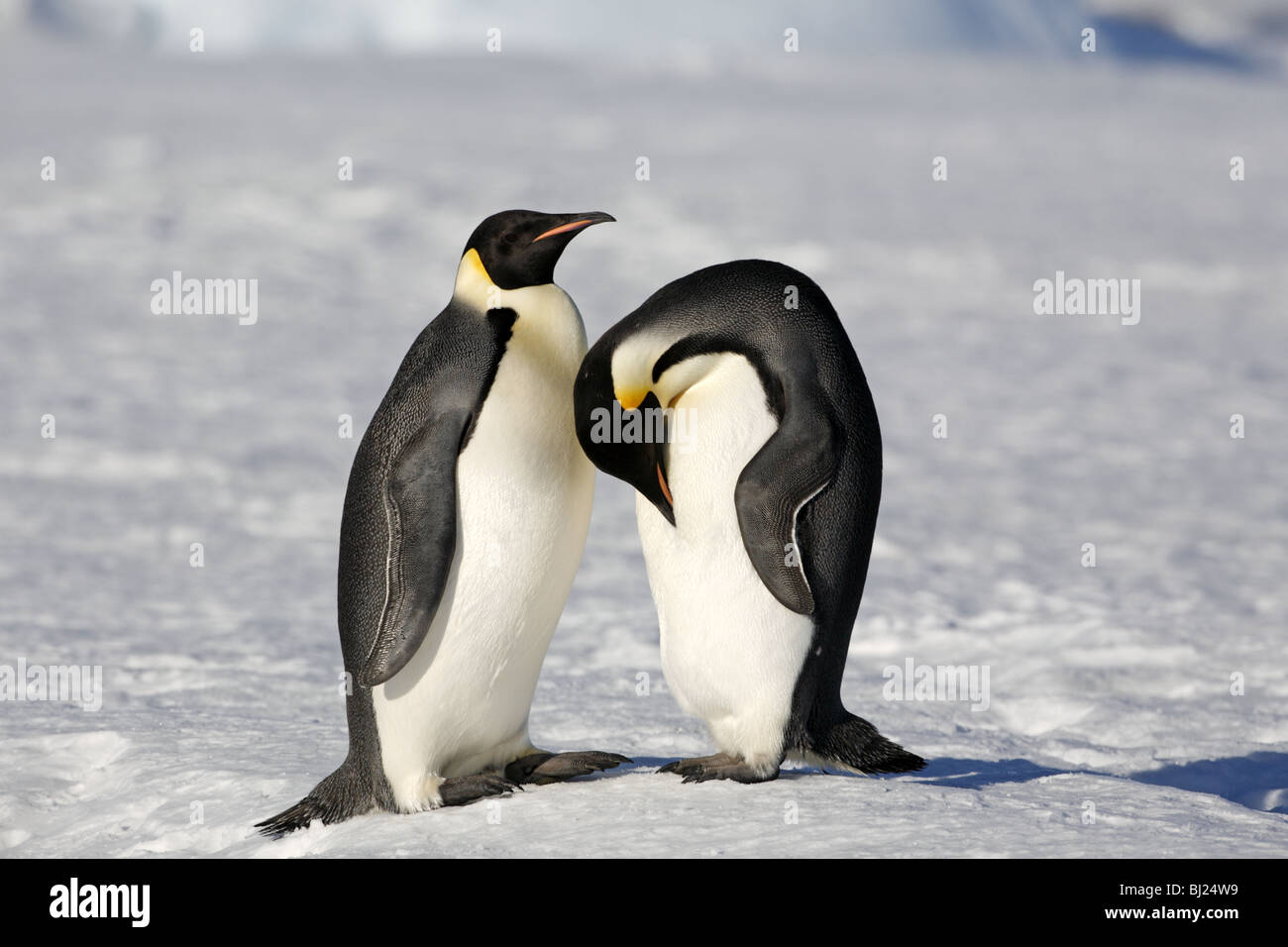 Emperor penguin hi-res stock photography and images - Alamy