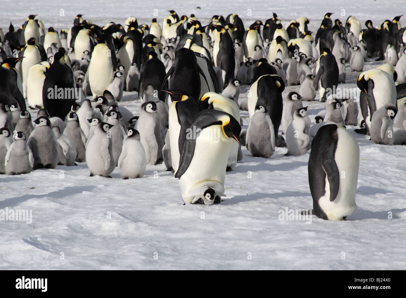 Emperor Penguin, Aptenodytes forsteri, colony at Snow Hills island ...