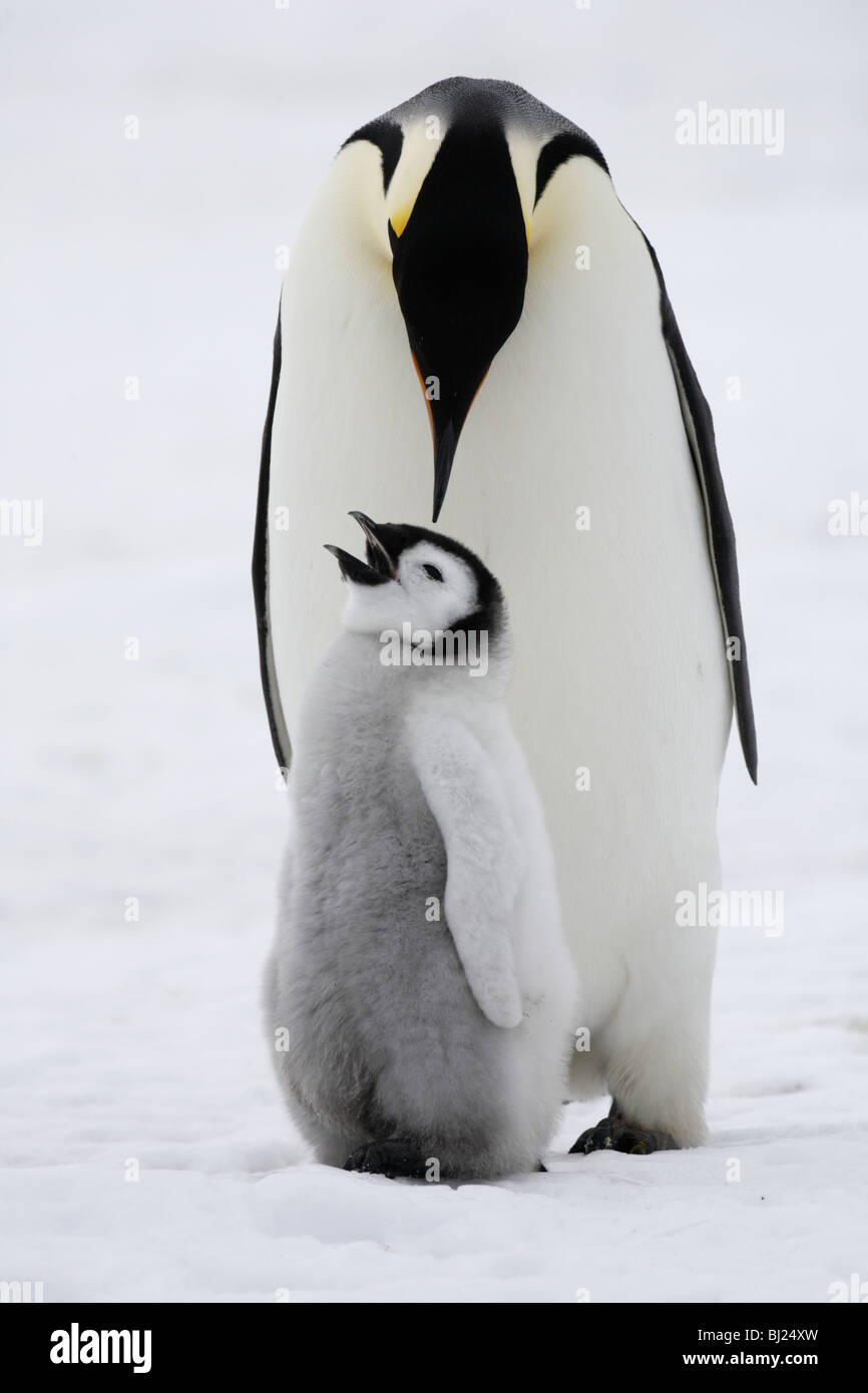 Emperor Penguin, Aptenodytes forsteri, adult and chick at Snow Hills island Antarctic peninsula Stock Photo