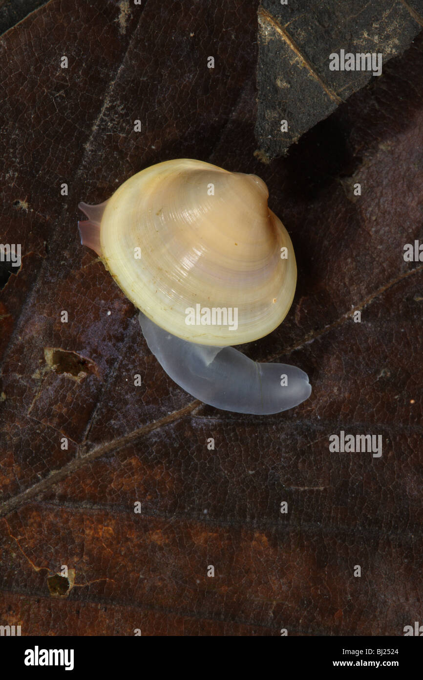 Lake Orb Mussel, Musculinium lacustre showing foot and double siphon Stock Photo