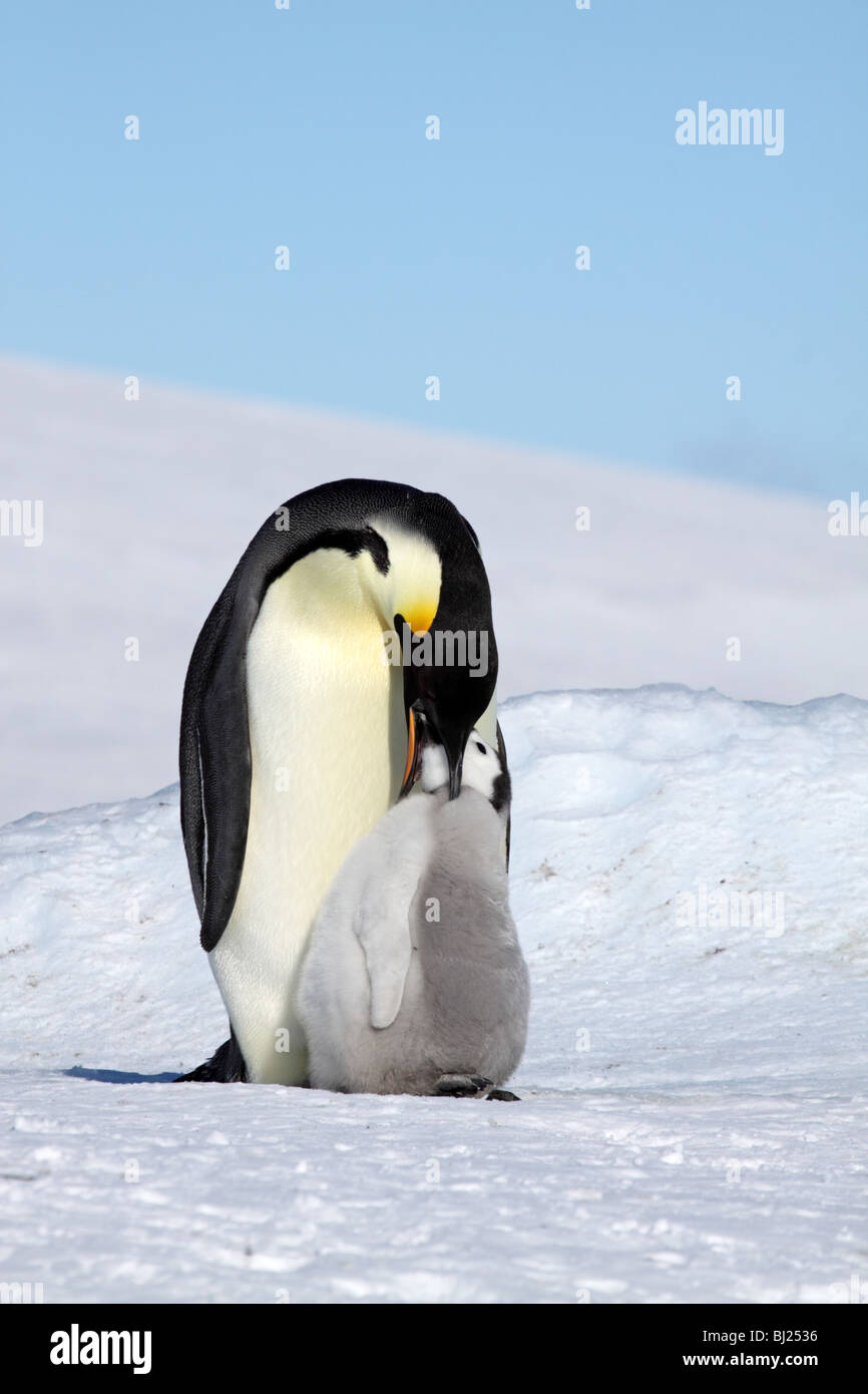 Emperor Penguin, Aptenodytes forsteri, adult feeding chick at Snow Hills island Antarctic peninsula Stock Photo