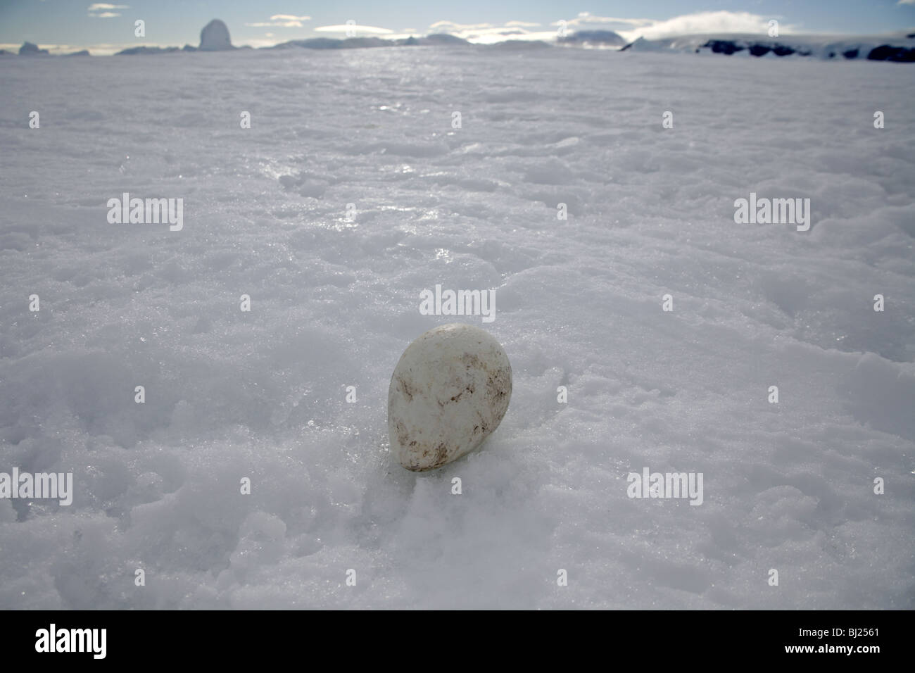 Emperor Penguin, Aptenodytes forsteri, egg at Snow Hills island, Antarctic Peninsula Stock Photo