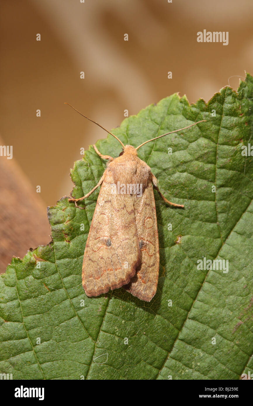 Brick, Agrochola circellaris Stock Photo Alamy