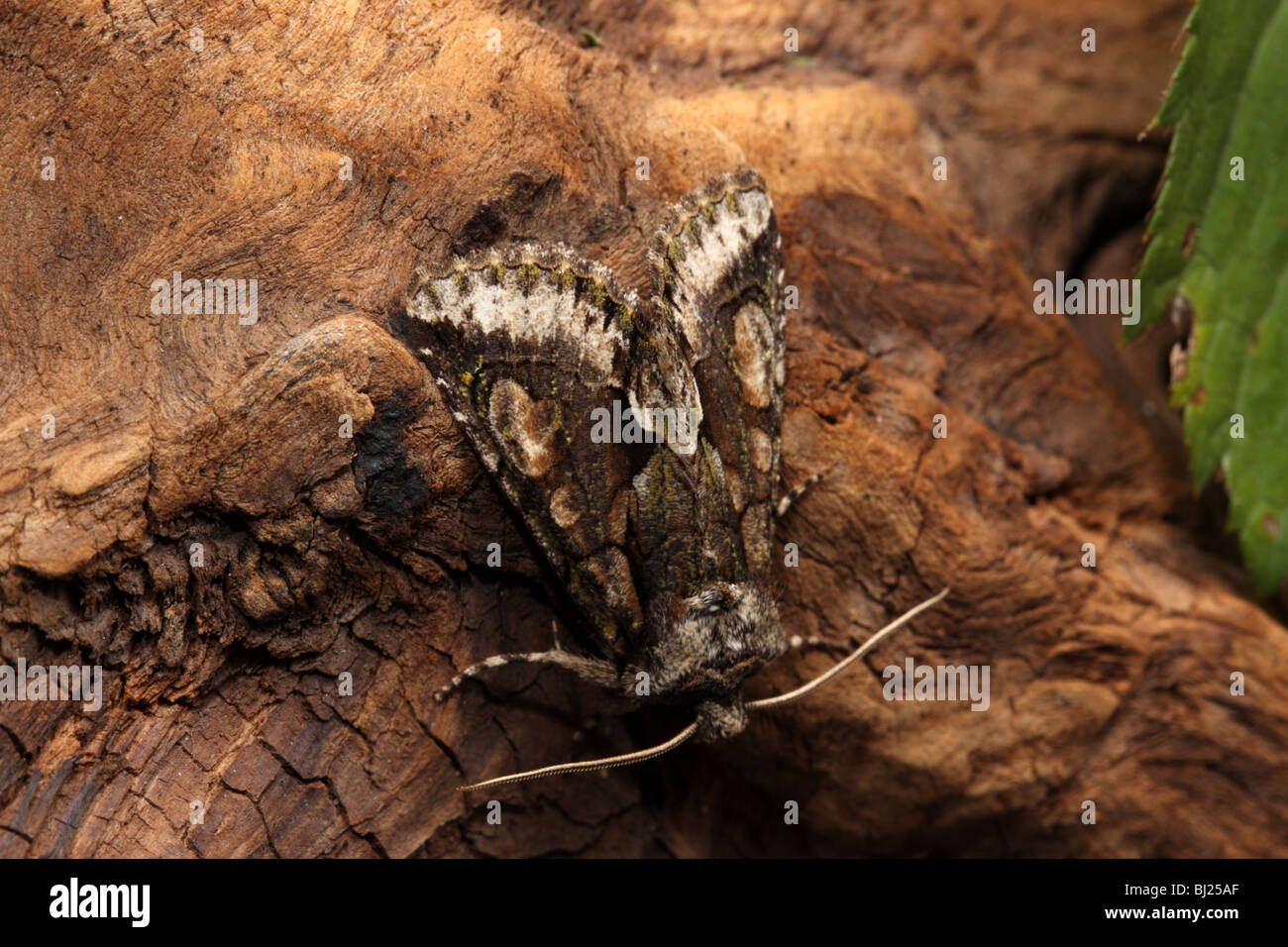 Green-brindled Crescent, Allophyes oxyacantha Stock Photo