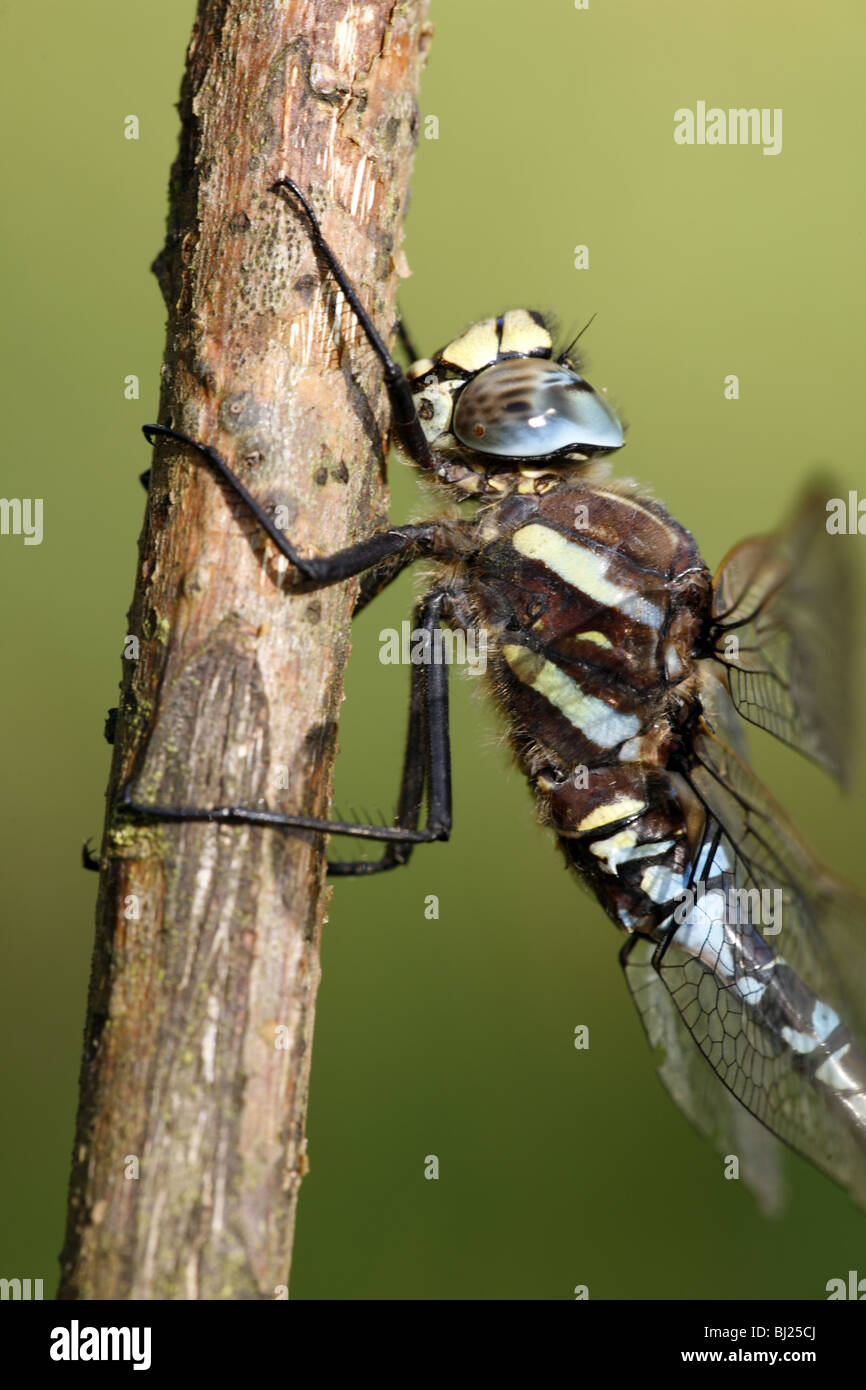 Common Hawker Aeshna juncea Stock Photo Alamy