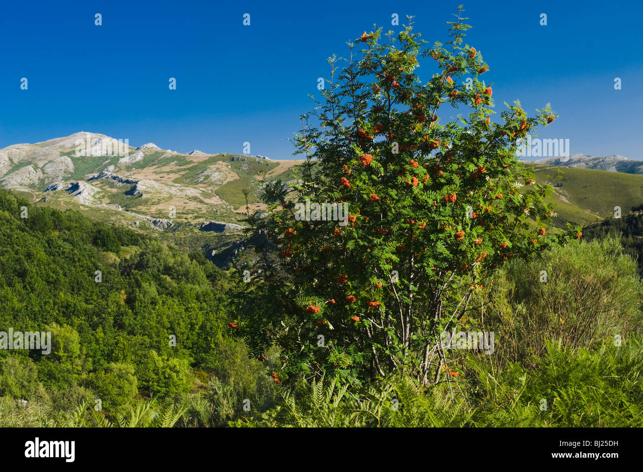 Rowan tree with berries, near Curavacas, a high limestone mountain in the Cantabrian Mountains of northern Spain Stock Photo