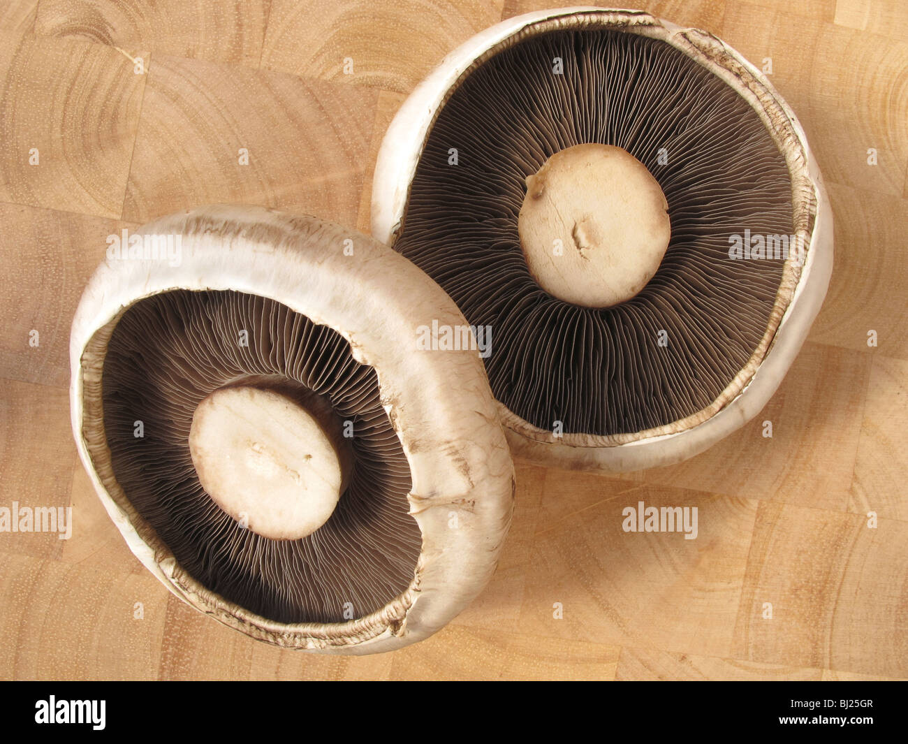 Large flat mushroom hires stock photography and images Alamy