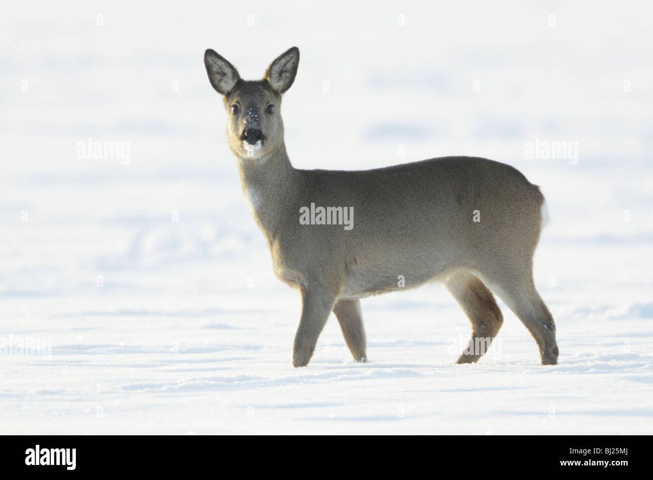 Roe deer, Capreolus capreolus, alert on snow covered field in winter, Harz mountains, Lower Saxony, Germany  Stock Photo