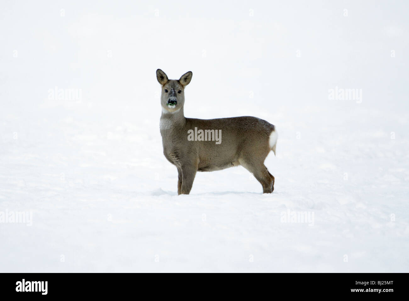 Roe deer, Capreolus capreolus, alert on snow covered field in winter, Harz mountains, Lower Saxony, Germany  Stock Photo