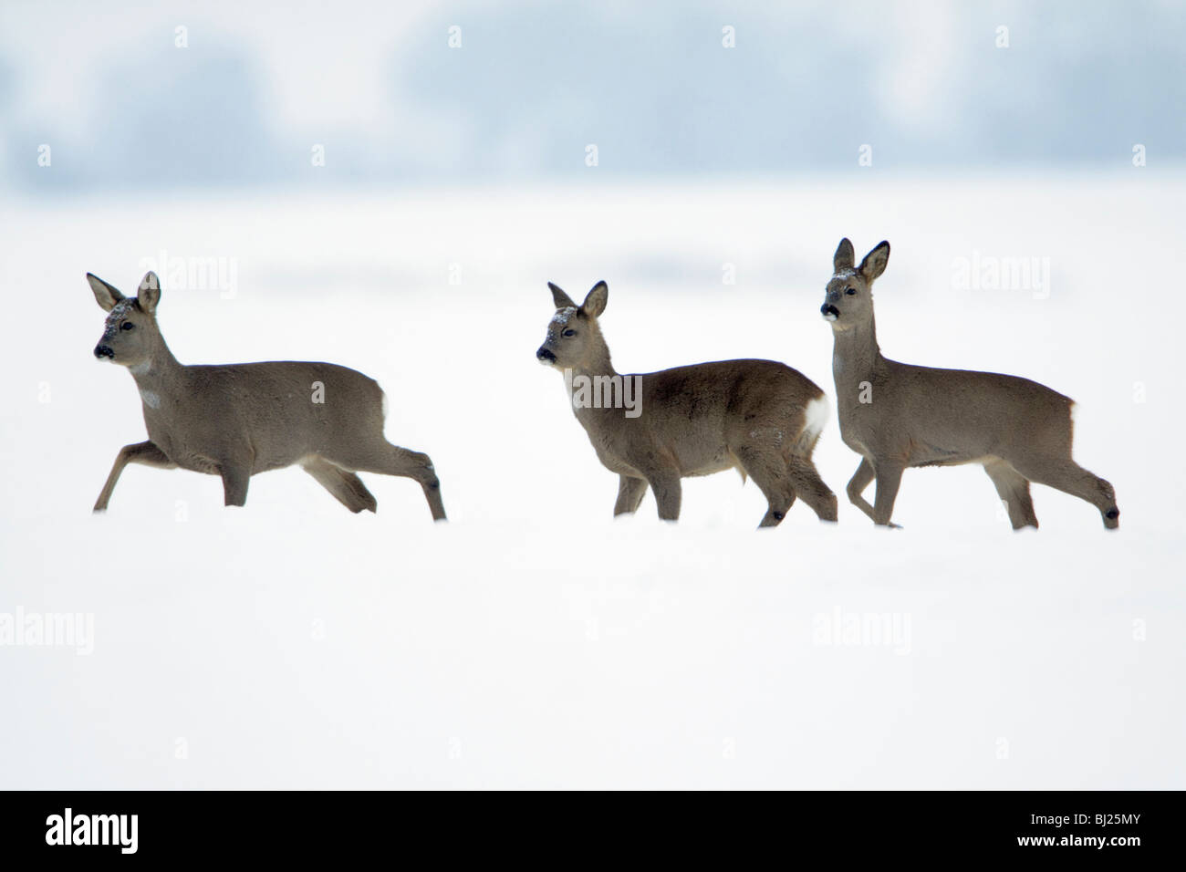 Roe deer doe and fawns hi-res stock photography and images - Alamy
