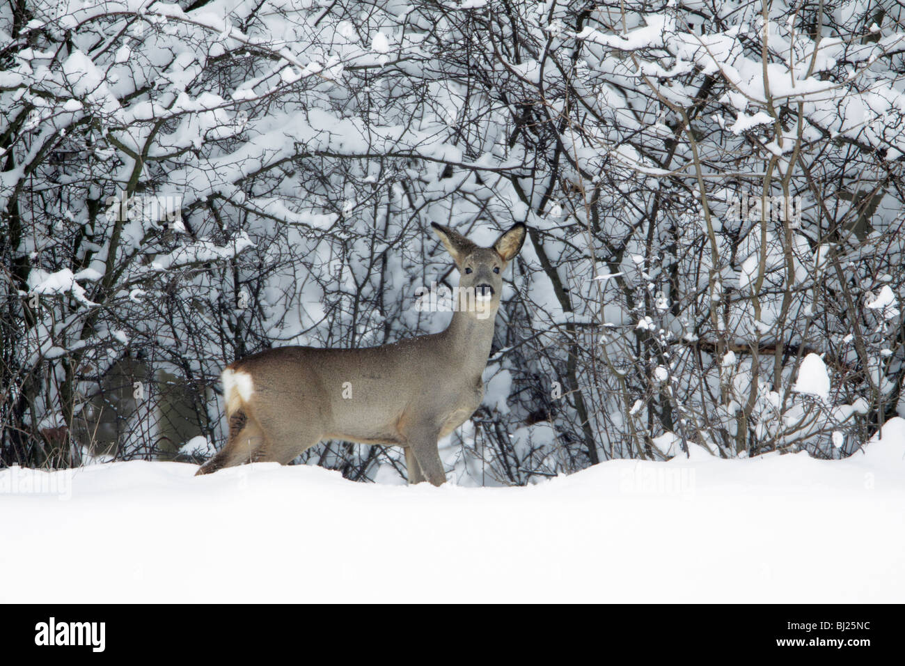 Roe deer, Capreolus capreolus, at edge of snow covered woodland in winter, Harz mountains, Lower Saxony, Germany  Stock Photo
