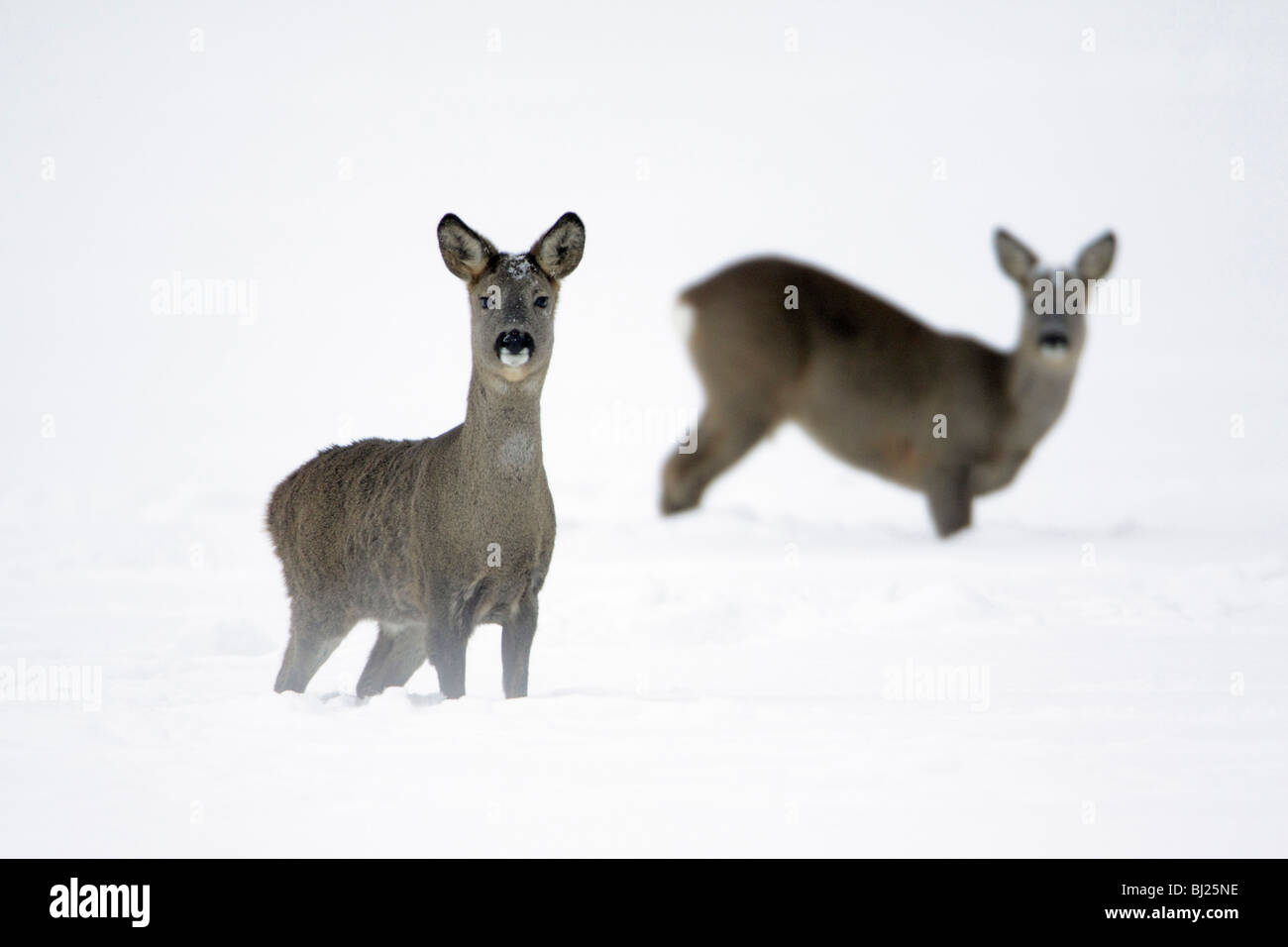Roe deer, Capreolus capreolus, two alert on snow covered field in winter, Harz mountains, Lower Saxony, Germany Stock Photo