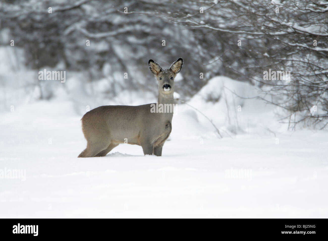 Roe deer, Capreolus capreolus, at edge of snow covered woodland in winter, Harz mountains, Lower Saxony, Germany  Stock Photo