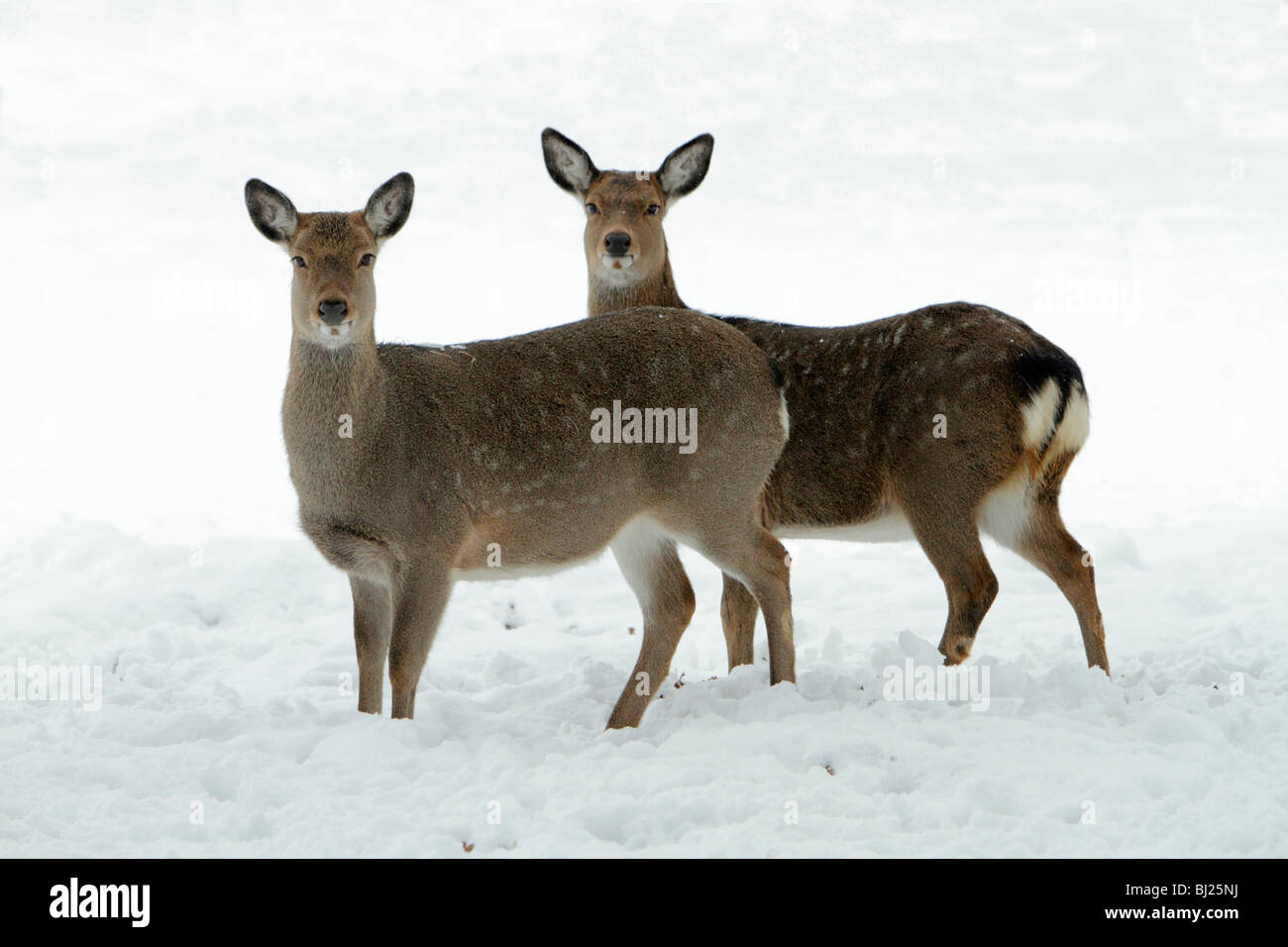 Dybowski's or Sika Deer, Cervus nippon, two does alert on snow covered field in winter, range East Asia Stock Photo