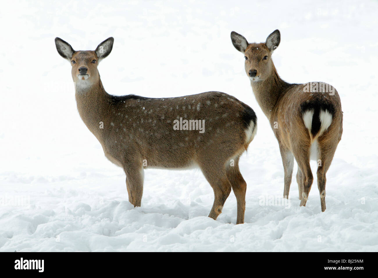 Dybowski's or Sika Deer, Cervus nippon, two does alert on snow covered field in winter, range East Asia Stock Photo