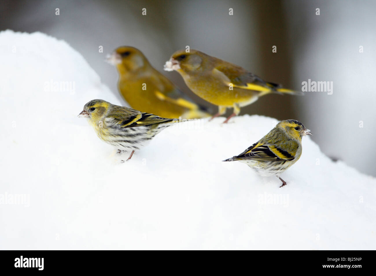 Siskin, Carduelis spinus, pair searching for food in garden, winter, Germany Stock Photo