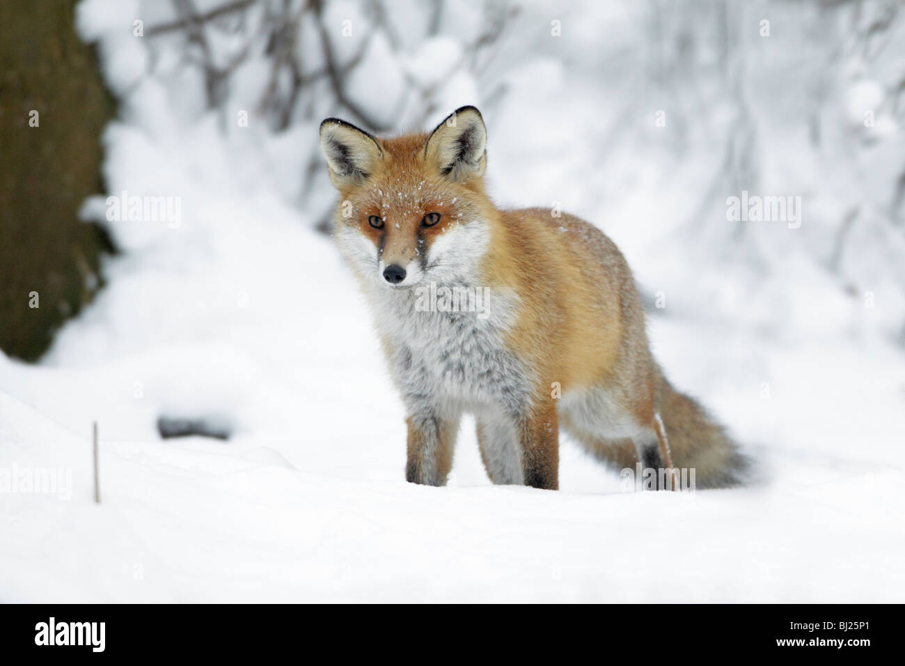 European Fox, Vulpes vulpes, in snow covered woodland in winter, Harz mountains, Lower Saxony, Germany  Stock Photo