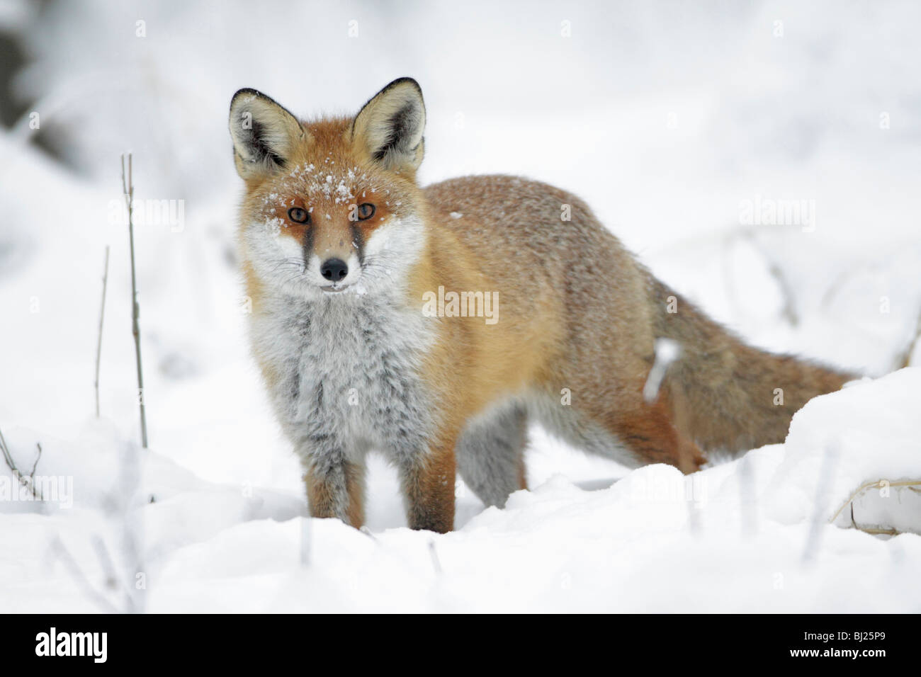 European Fox, Vulpes vulpes, in snow covered woodland in winter, Harz mountains, Lower Saxony, Germany  Stock Photo