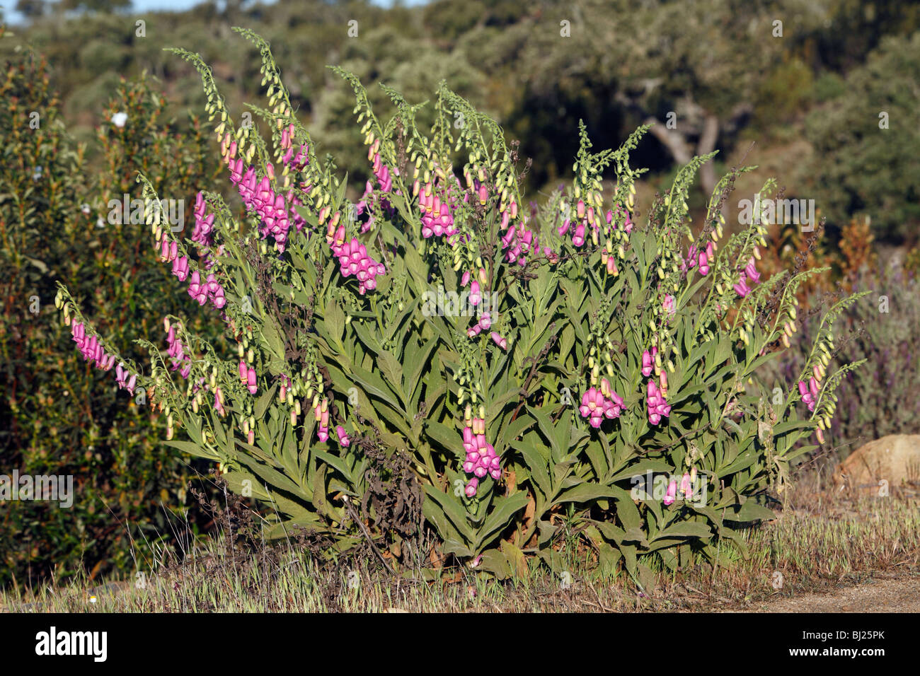 Foxglove Plant (Digitalis ssp. amandiana), flowering amongst Holm Oak, scrub, Alentejo, Portugal Stock Photo