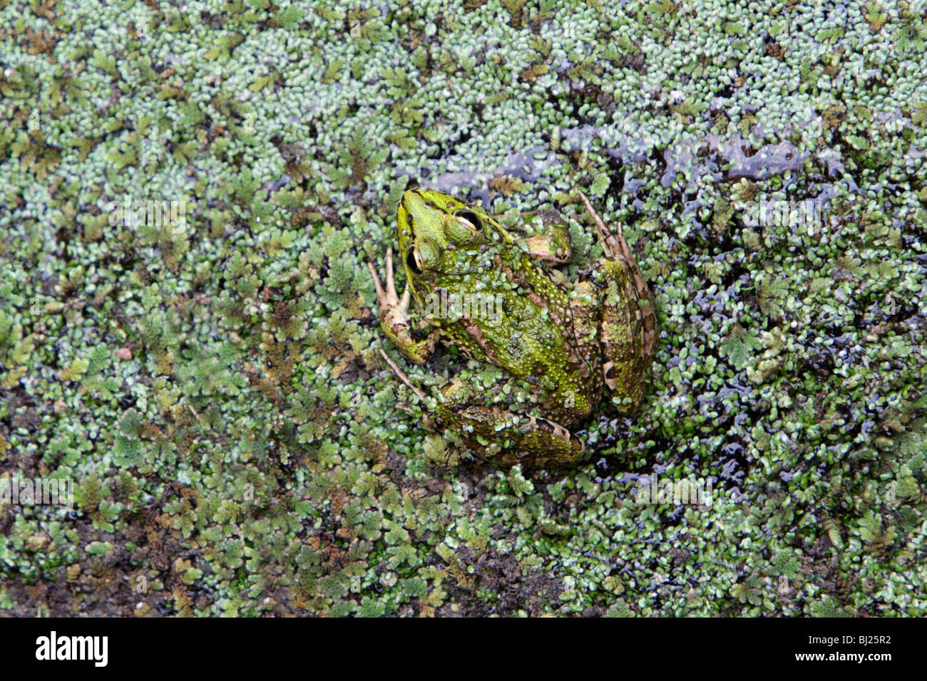 Iberian Marsh Frog (Rana Perezi), amongst pond weed, Alentejo, Portugal Stock Photo