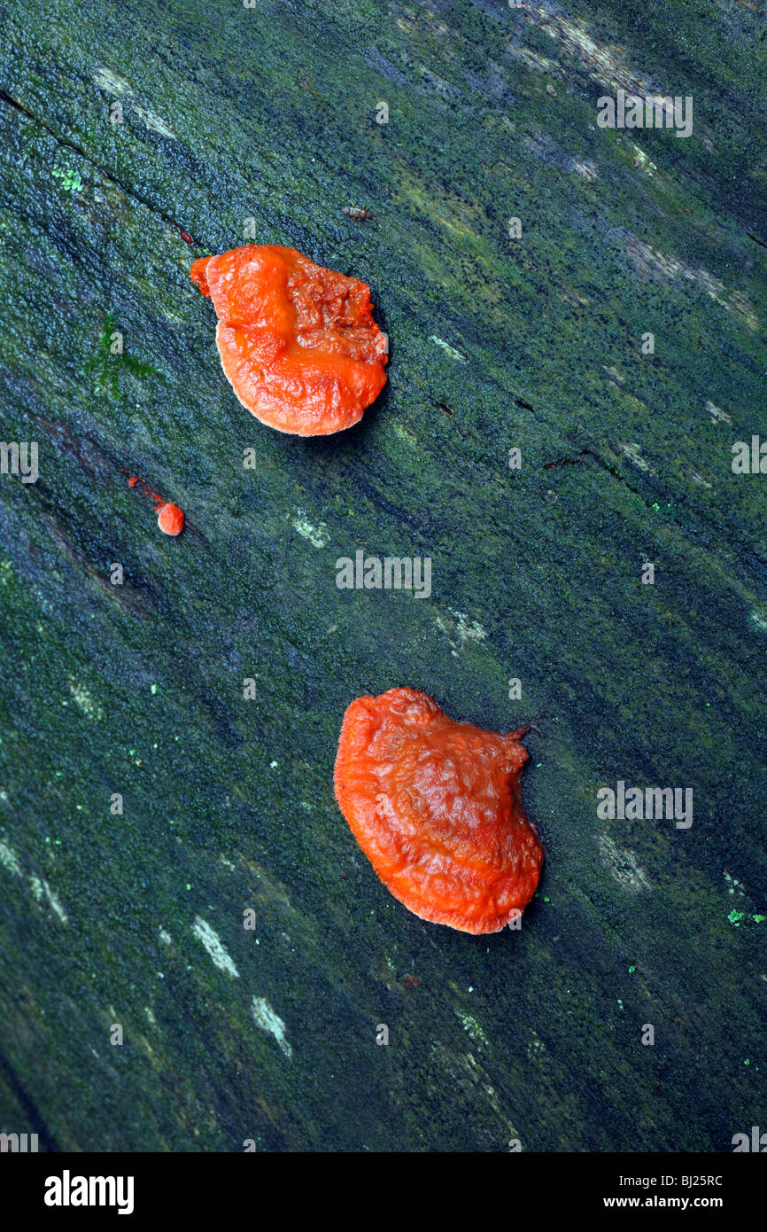 Hoof Fugus (Fomes formentarius), young fruiting bodies growing on dead tree stem, Germany Stock Photo