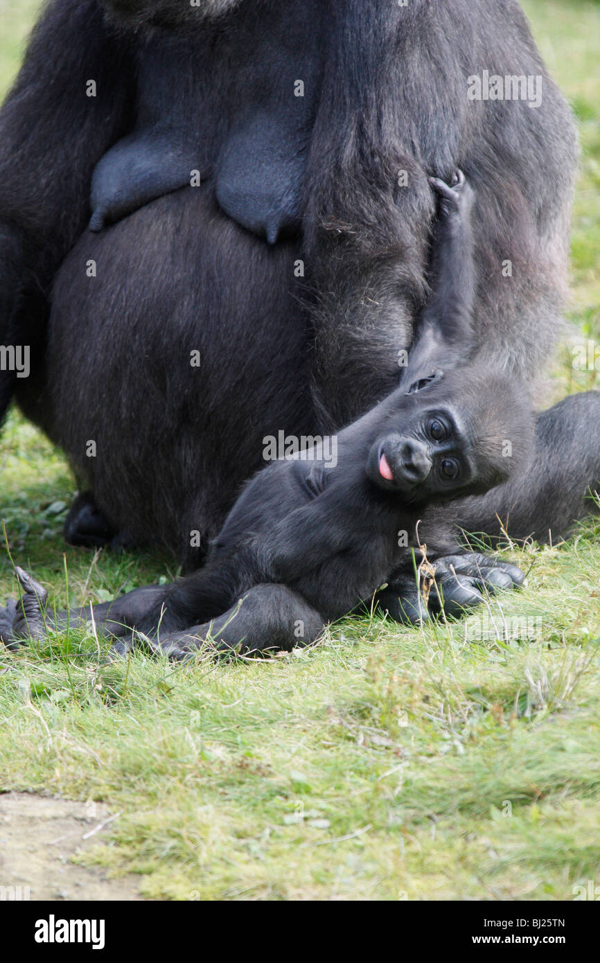 Western Lowland Gorilla (Gorilla gorilla gorilla), female with playful