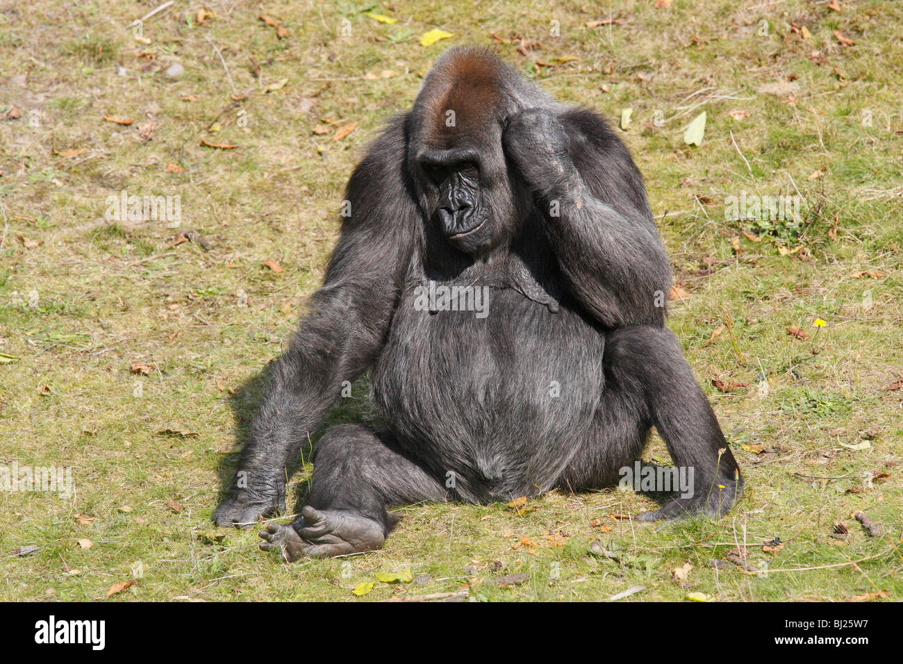 Western Lowland Gorilla (Gorilla gorilla gorilla), female sitting and resting Stock Photo