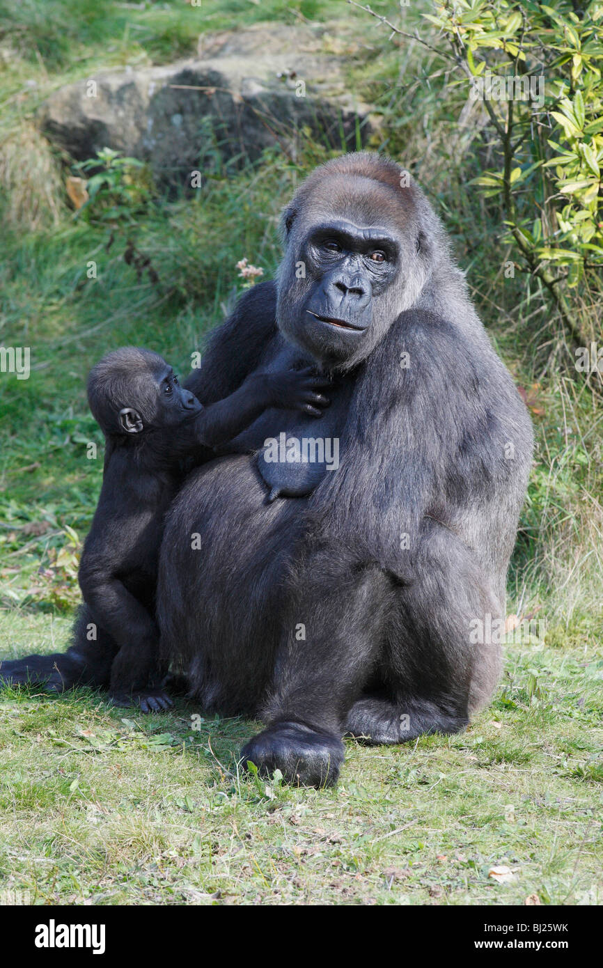 Western Lowland Gorilla (Gorilla gorilla gorilla), female with young Stock Photo