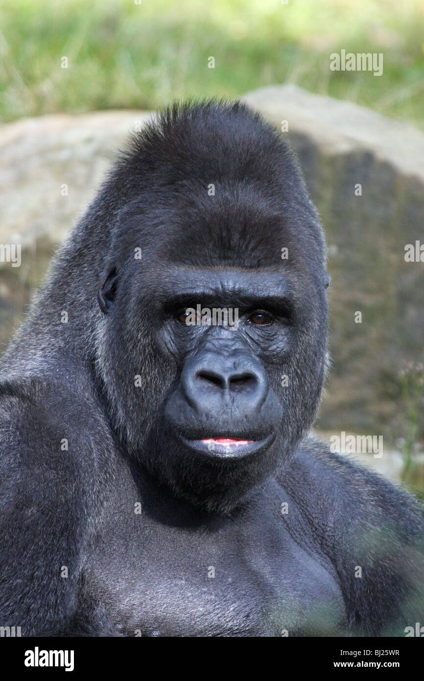 Western Lowland Gorilla (Gorilla gorilla gorilla), adult male or silverback, showing facial expression Stock Photo