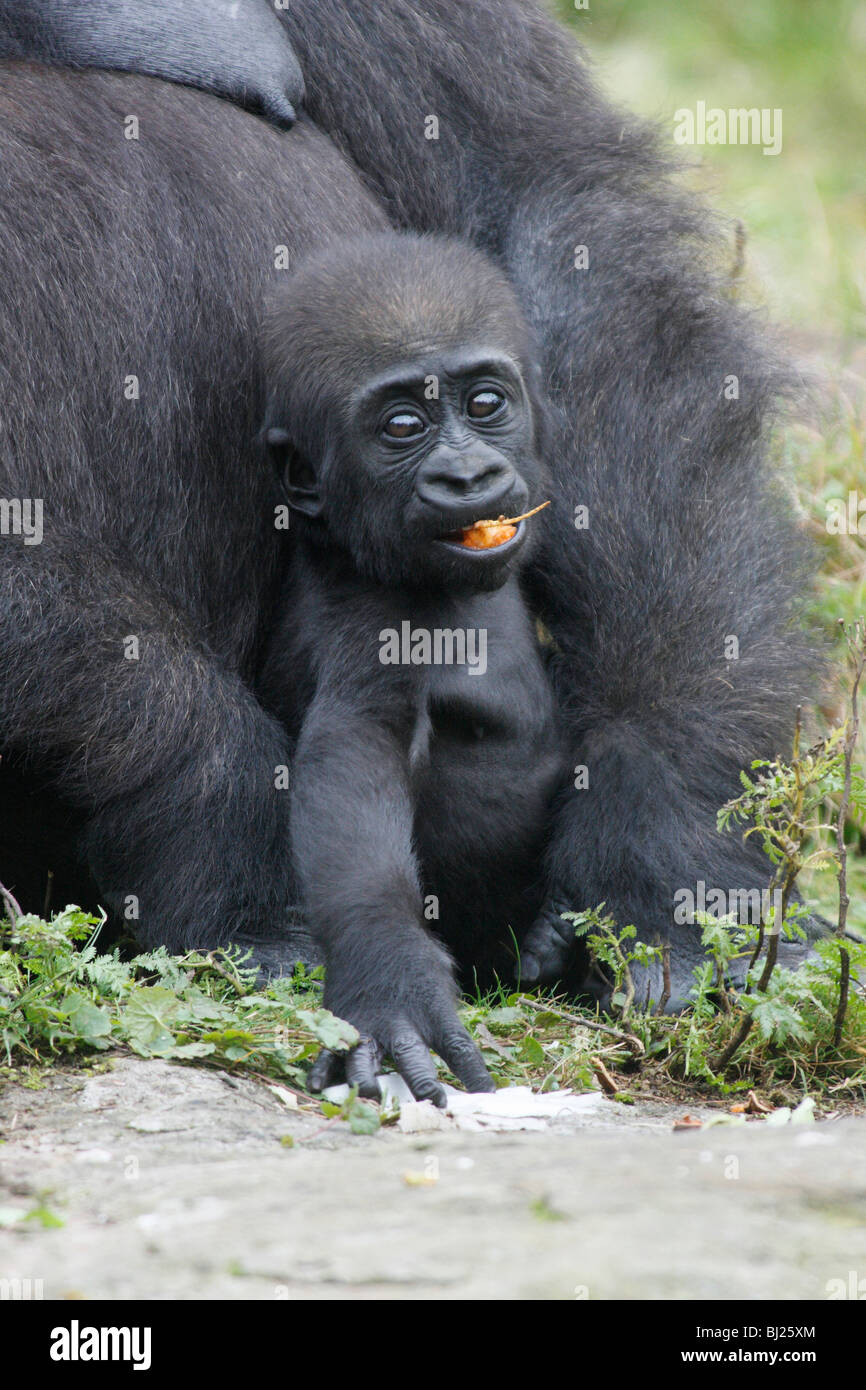 Funny gorilla hires stock photography and images Alamy