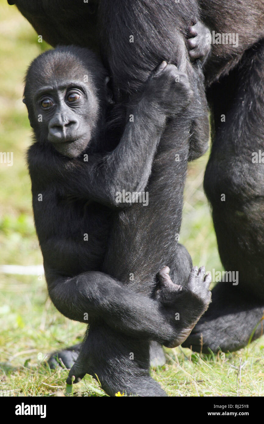 Western Lowland Gorilla (Gorilla gorilla gorilla), baby clinging to
