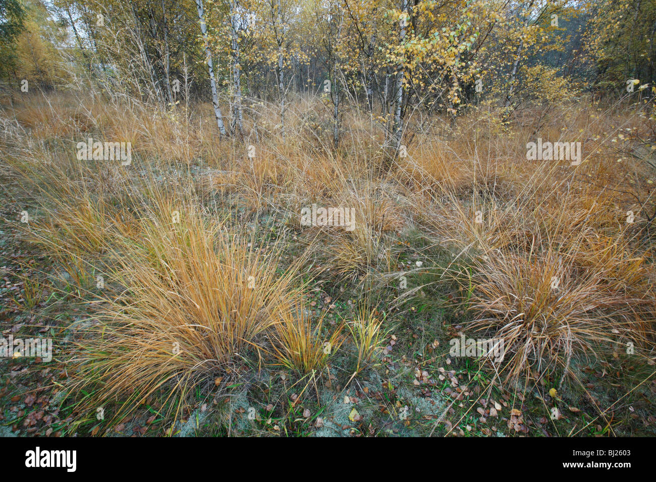 Purple Moor Grass (Molinia caerulea), in autumn, Germany Stock Photo