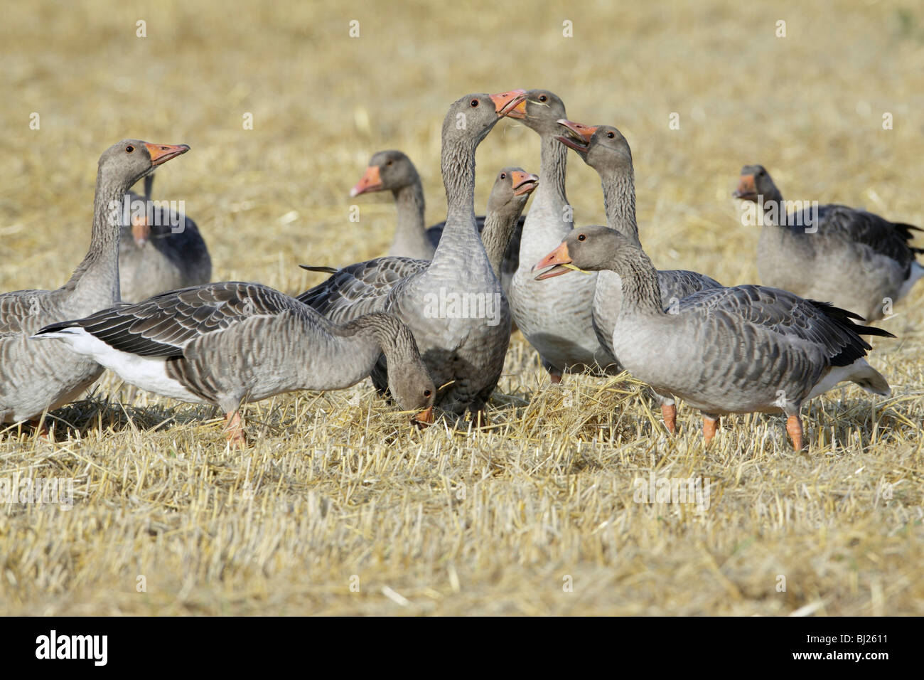 Greylag goose (Anser anser), geese alert on corn stubble, Texel