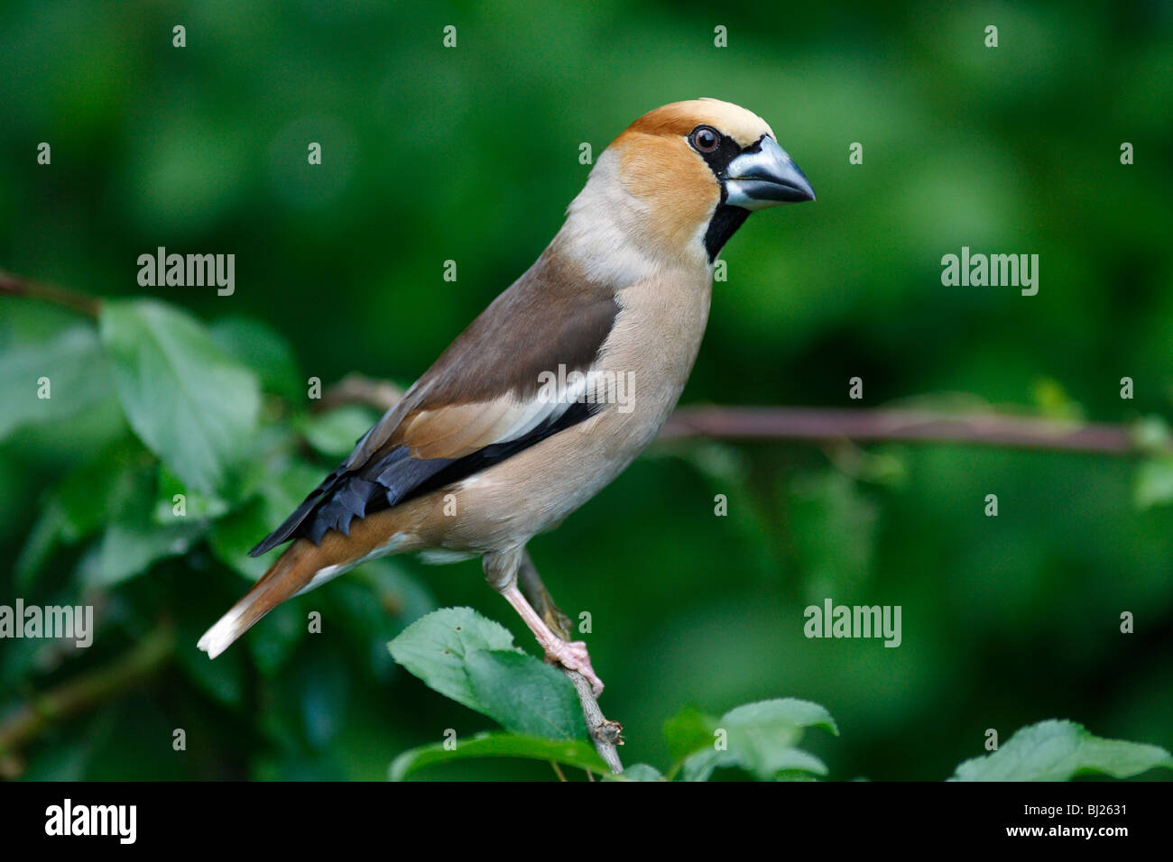 Hawfinch (Coccothraustes coccothraustes) male perched on branch in garden, Germany Stock Photo