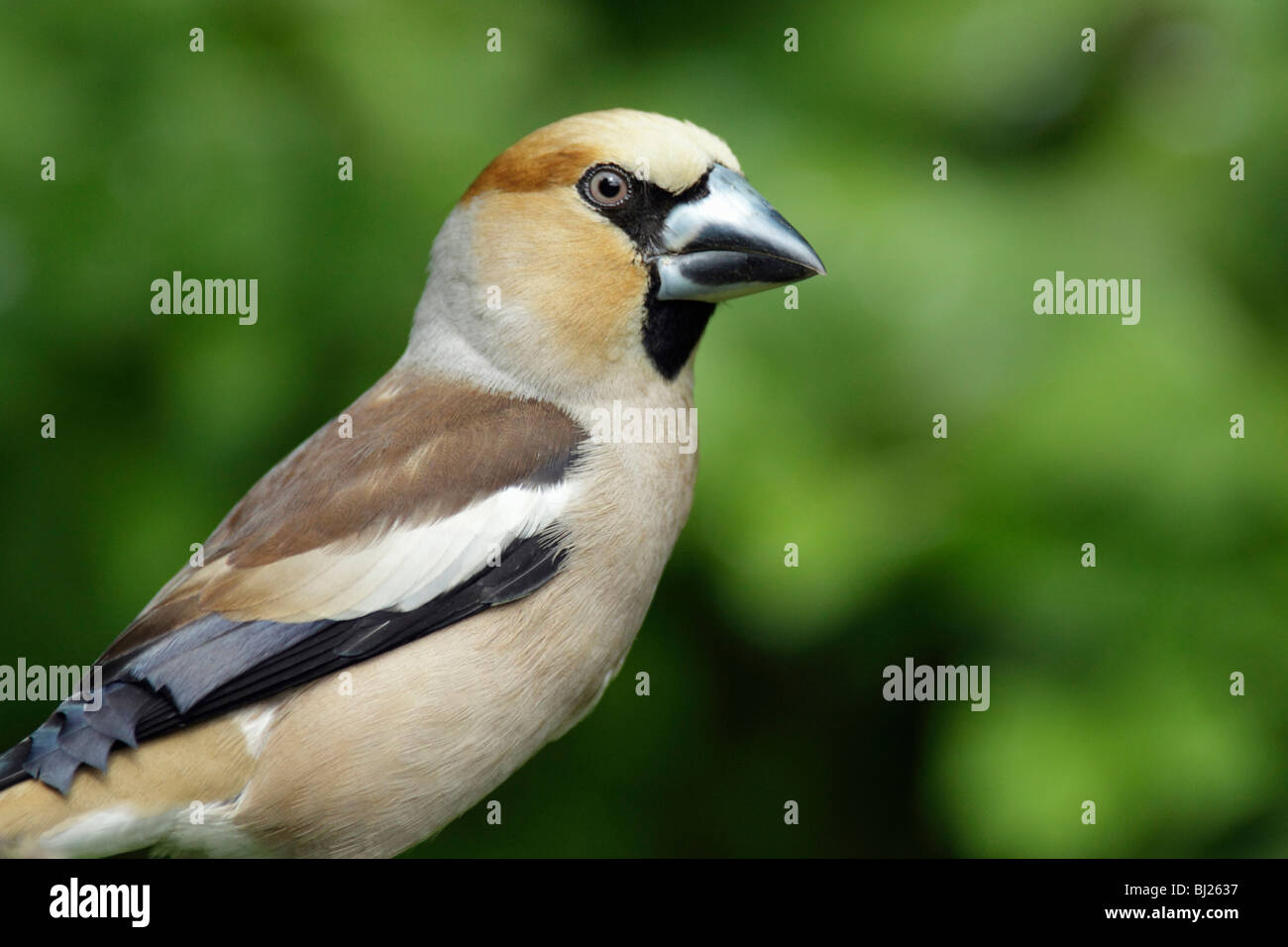 Hawfinch (Coccothraustes coccothraustes) portrait, Germany Stock Photo