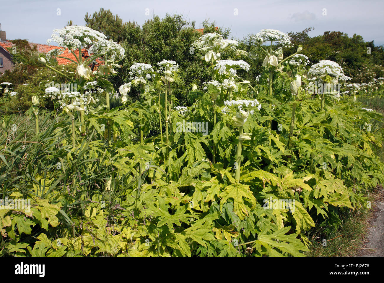 Giant Hogweed (Heracleum mantegazzianum) - growing on the edge of country road Stock Photo