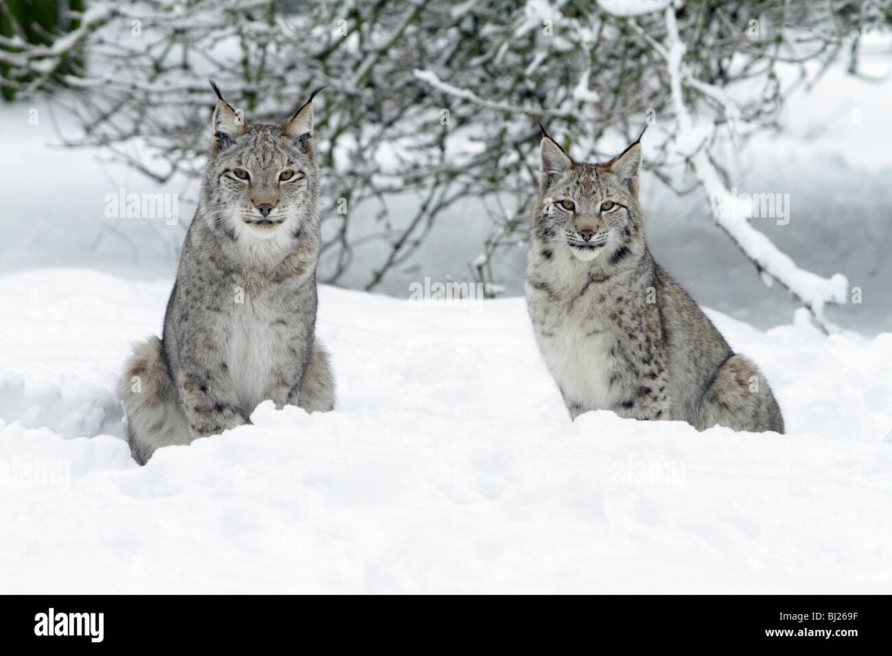 European Lynx, Felis lynx, two sitting in snow, Germany Stock Photo